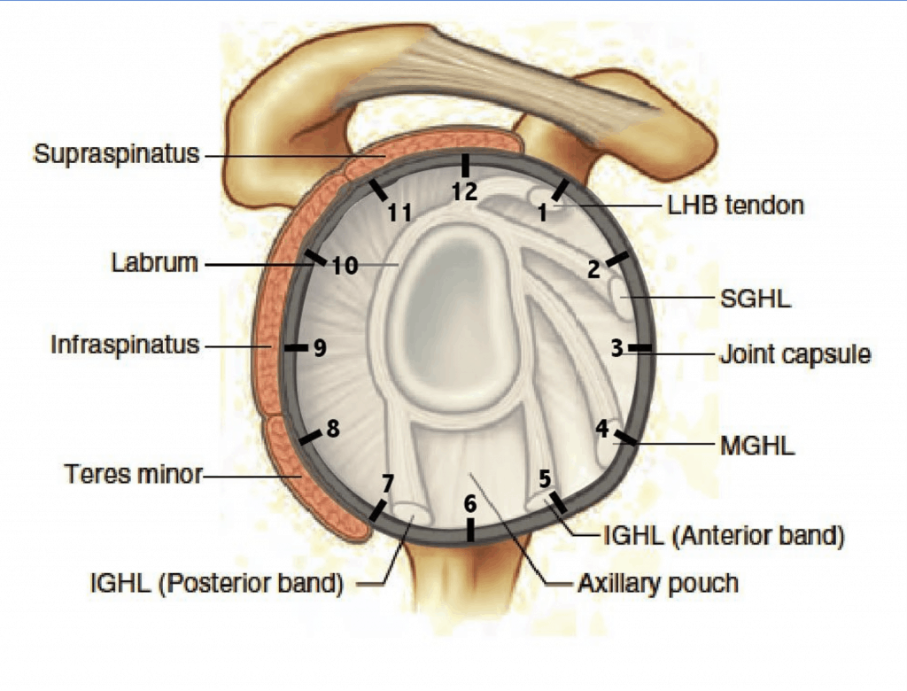 the-complete-guide-to-shoulder-instability-kinetic-labs