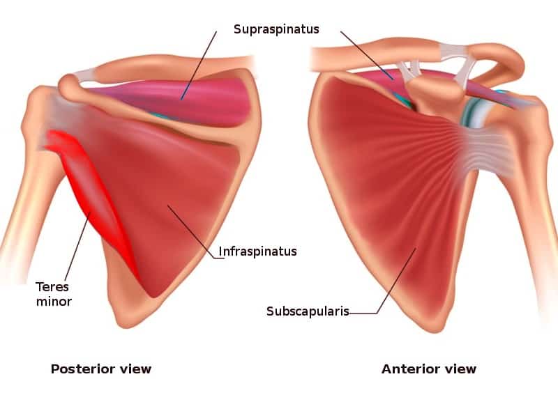 shoulder rotator cuff muscles