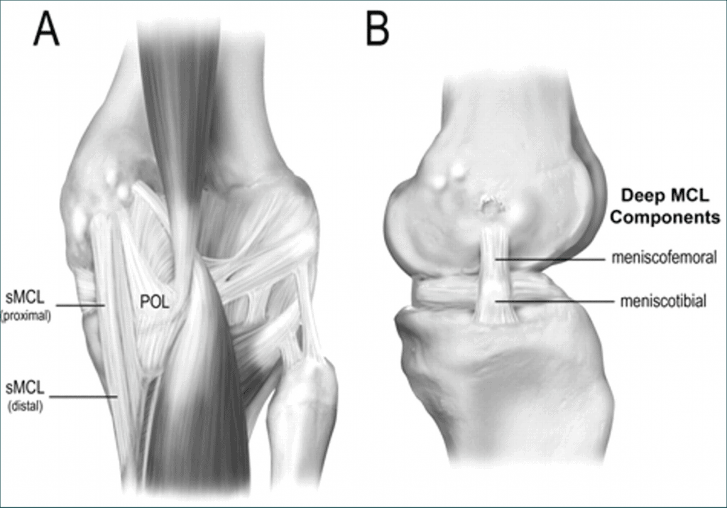 MCL knee anatomy