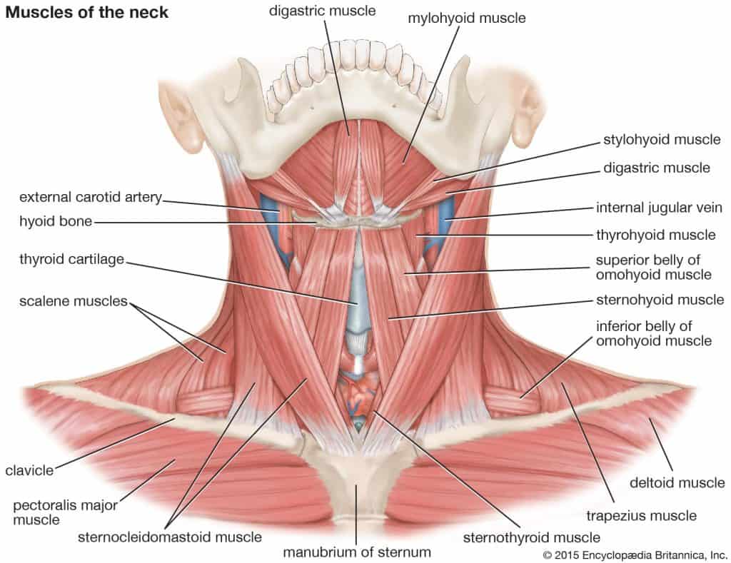 neck muscles anatomy