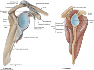 The Complete Guide To Shoulder Instability Kinetic Labs