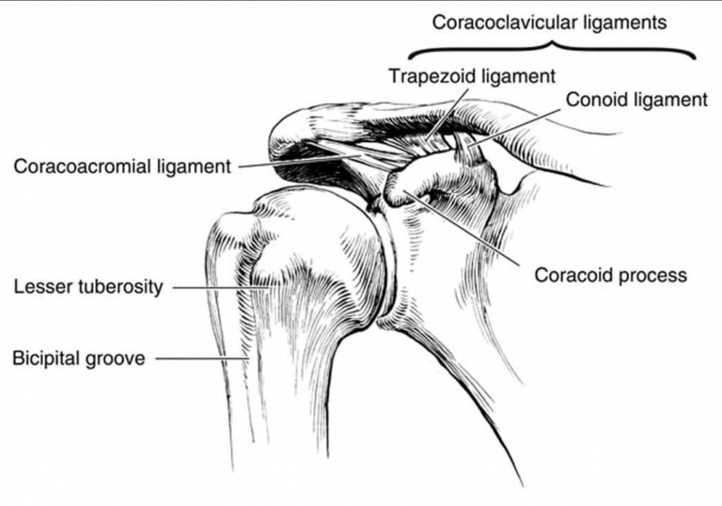 anatomy of the ac joint sprain