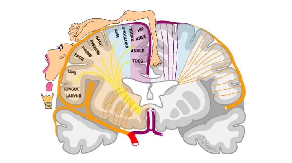 Somatotopic map in primary motor cortex