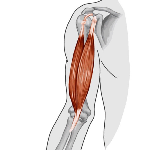 biceps rupture