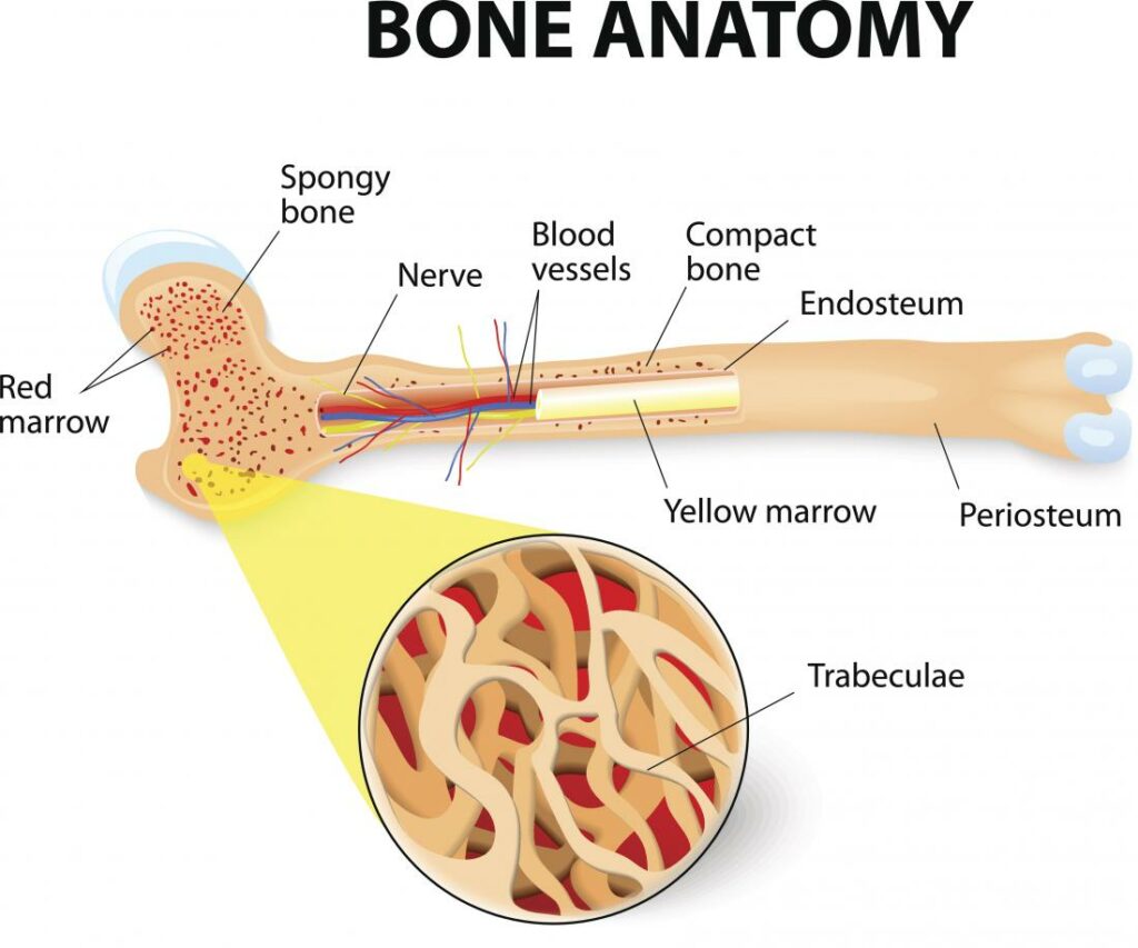 bone-structure-and-anatomy-1024x853