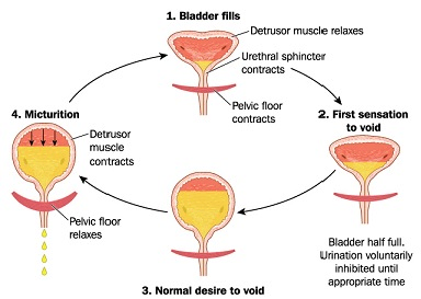 incontinence cycle