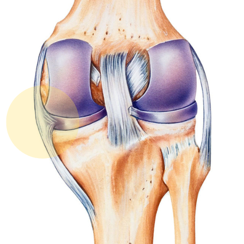 mcl knee