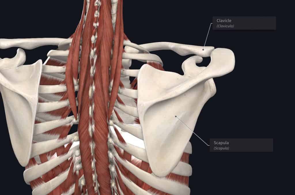 posterior-shoulder-bones-1024x676