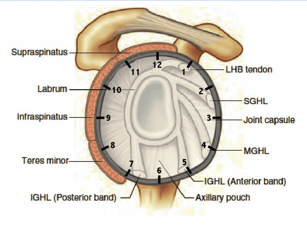 shoulder anatomy clock